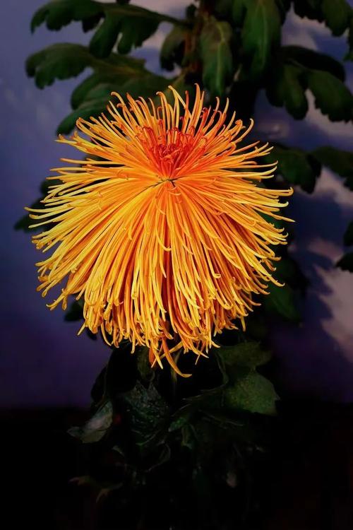 玉露生寒 金风菊蕊间的秋意与数字回响