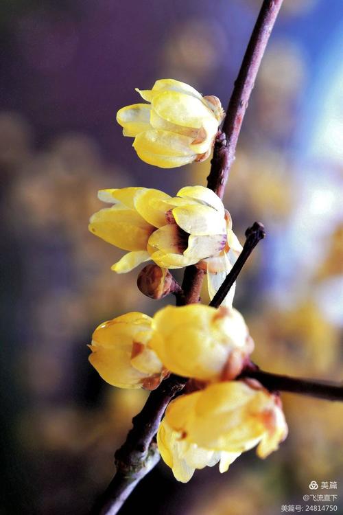 谁说梅花没有泪？