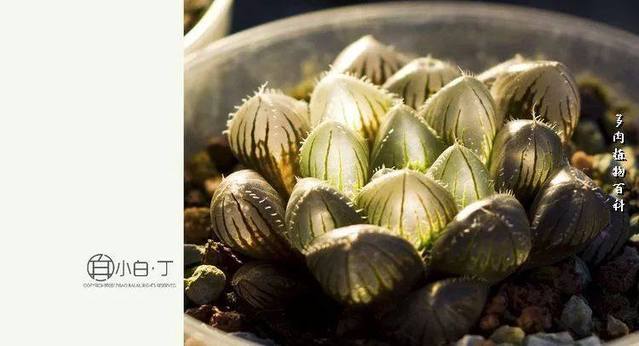 赤线凝霜 玉露生寒的网络诗学