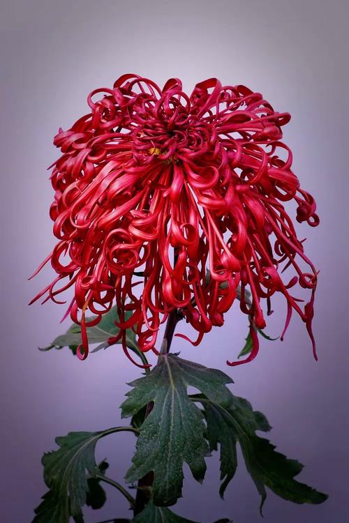 寒花已尽，菊蕊独芳 一壶秋色话重阳