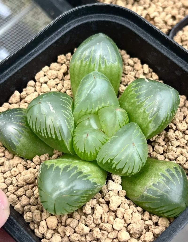 一颗很有张力的实生玉露,窗大,皮薄,有灯芯 #玉露 #多肉植 - 抖音