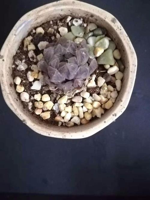 深秋时节姬玉露,嘴巴嘟嘟超水润