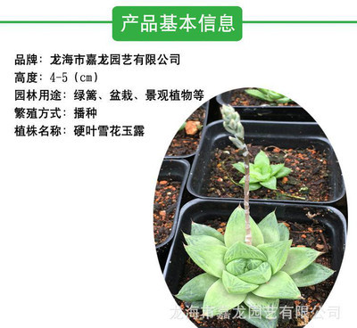 硬叶雪花玉露多肉植物价格 寿 大型多肉仙人采购沙生植物