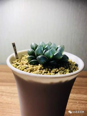 花花世界2月3日(周六晚7点)第63期拍品预览