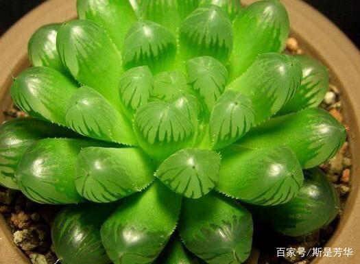 冰灯玉露的简单介绍与种植知识